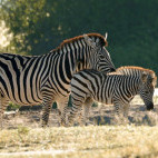 Zebra and foal in Botswana.