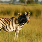 Zebra in Botswana.