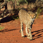 Cheetah