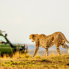 Cheetah and safari vehicle