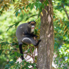 Brazza's monkey in Odzala-Kokoua National Park, Congo