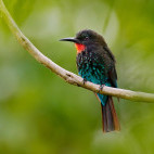 Forest bee-eater in Odzala-Kokoua National Park, Congo