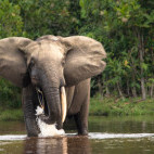 Forest elephant in Odzala-Kokoua National Park, Congo