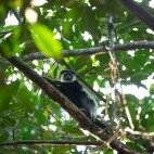 Colobus monkey in Odzala-Kokoua National Park, Congo.