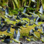 Green pigeon in Odzala-Kokoua National Park, Congo.