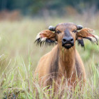 Forest buffalo in Odzala-Kokoua National Park, Congo.