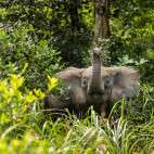 Forest elephant in Odzala-Kokoua National Park, Congo.