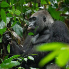 Gorilla in Odzala-Kokoua National Park, Congo.