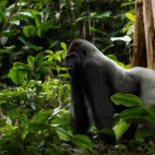 Gorilla in Odzala-Kokoua National Park, Congo.