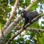 Putty-nosed monkey in Odzala-Kokoua National Park, Congo.