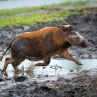 Red river hog in Odzala-Kokoua National Park, Congo.