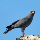 Dark chanting goshawk