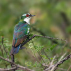 Diederik cuckoo