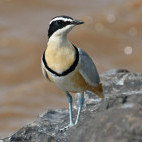 Egyptian plover