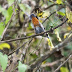 Abyssinian catbird in Ethiopia