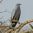 African harrier in Ethiopia.