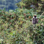 Bale monkey in Ethiopia.