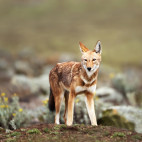Ethiopian wolf