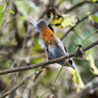 Abyssinian catbird in Bale Mountains National Park, Ethiopia