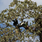 Colobus monkeys in Bale Mountains National Park, Ethiopia,
