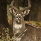 Nyala in Bale Mountains National Park, Ethiopia