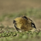 Big-headed African mole rat in Bale Mountains National Park, Ethiopia