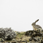 Ethiopian highland hare in Bale Mountains National Park, Ethiopia.