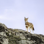 Ethiopian wolf in Bale Mountains National Park, Ethiopia
