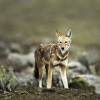 Ethiopian wolf in Bale Mountains National Park, Ethiopia