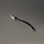 Pin-tailed whydah in Bale Mountains National Park, Ethiopia