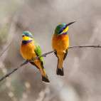 Blue-breasted bee-eater in Ethiopia