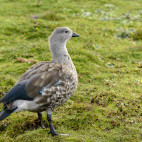 Blue-winged goose in Ethiopia