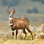 Bohor reedbuck in Ethiopia