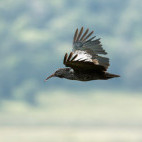 Wattled ibis in flight in Ethiopia
