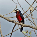 Double-toothed barbet in Ethiopia.