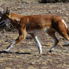 Ethiopian wolf.