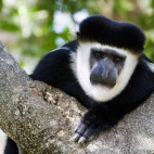 Guereza colobus in Ethiopia.