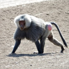Hamadrya's baboon in Ethiopia.