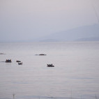 Hippos in Langano Lake, Ethiopia.