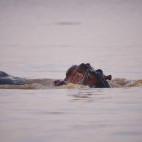 Hippos in Langano Lake, Ethiopia.