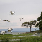 African sacred ibis at Lake Awassa, Ethiopia