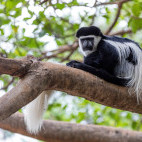 Colobus monkey at Lake Awassa, Ethiopia