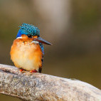 Malachite kingfisher at Lake Awassa, Ethiopia