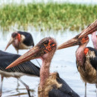Marabou stork at Lake Awassa, Ethiopia