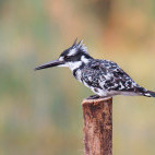 Pied kingfisher at Lake Awassa, Ethiopia