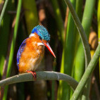 Malachite kingfisher in Ethiopia.