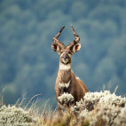 Mountain nyala in Ethiopia