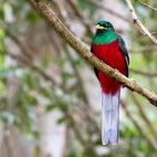 Narina trogon in Ethiopia.