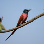 Northern carmine bee-eater in Ethiopia.