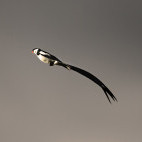 Pin-tailed whydah in Ethiopia